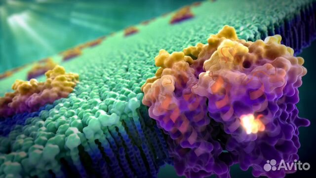 Репетитор по биологии