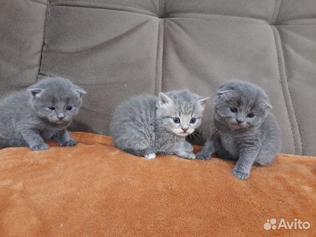 Вислоухие Котята Цена И Фото Без Документов