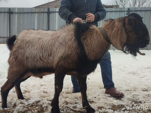 Англо-нубийский нубийский козел