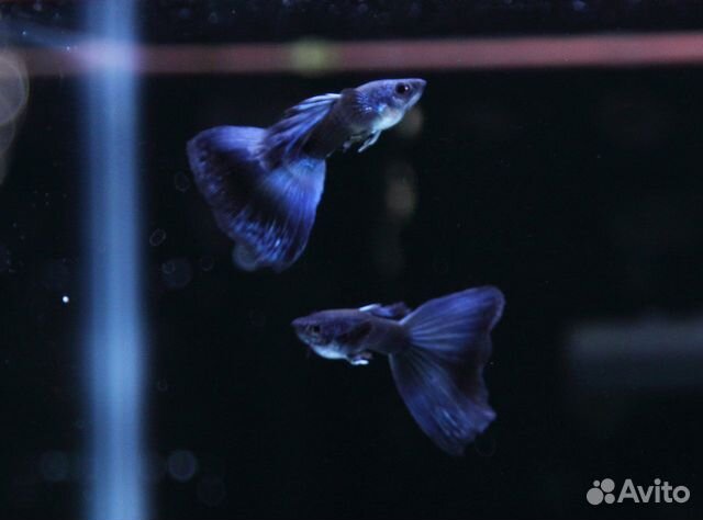 Гуппи московские собственного разведения