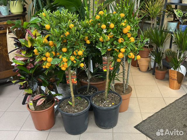 Мандариновое дерево Н120