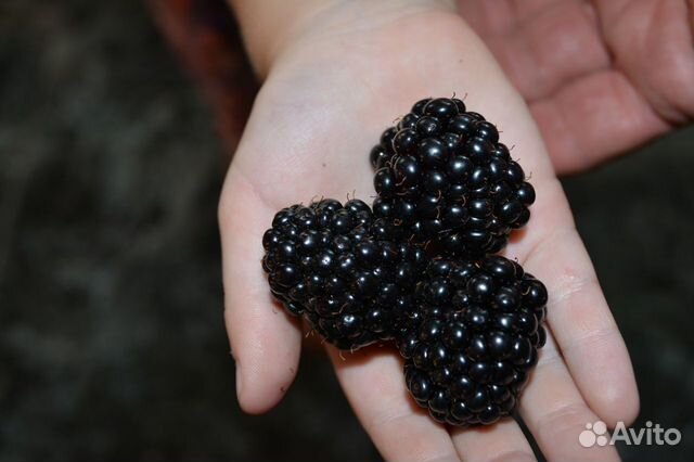 Саженцы ежевики