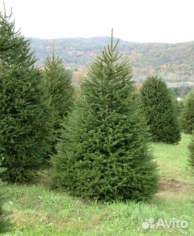 Ель обыкновенная