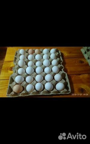 Инкубационное яйцо