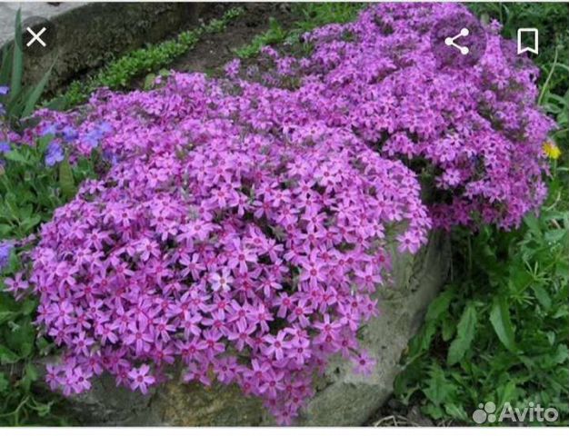 Флокс шиловидный, ромашки