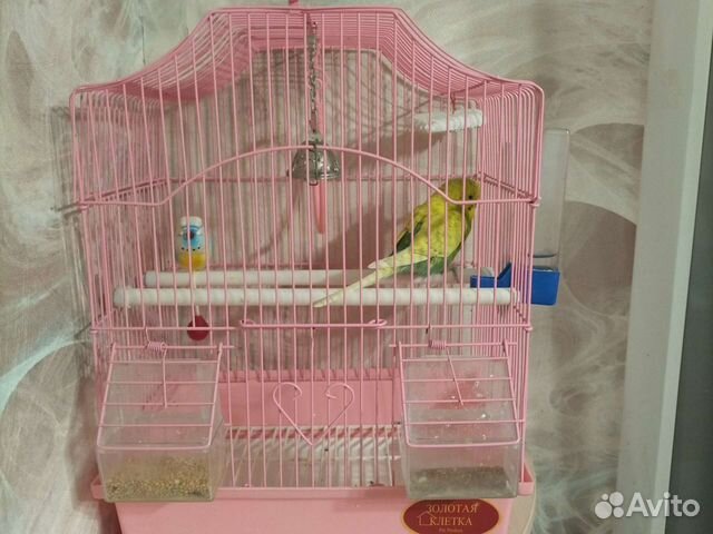 Попугай вместе с клеткой