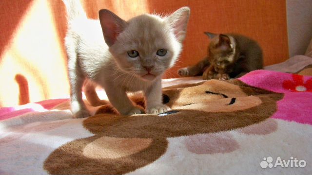 Бурманские котята купить на Зозу.ру - фотография № 2