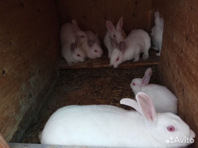 Кролики породы рекс (белые) купить на Зозу.ру - фотография № 4