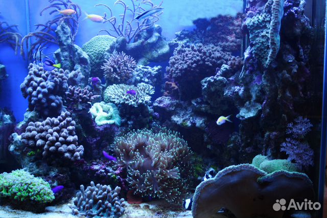 Морской аквариум 300 литров купить на Зозу.ру - фотография № 2