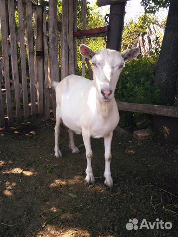 Безрогие козы(белого окраса) купить на Зозу.ру - фотография № 1
