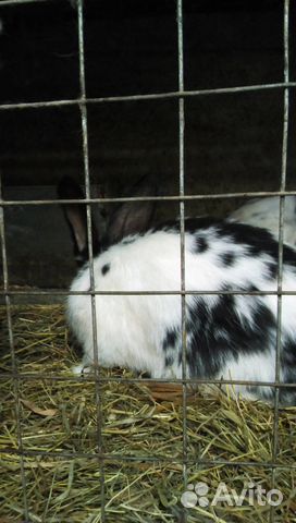 Кролики и индоутки на продажу купить на Зозу.ру - фотография № 5
