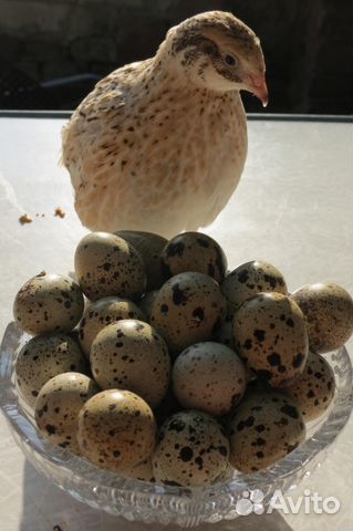 Инкубационные яйца перепелов породы: купить на Зозу.ру - фотография № 2