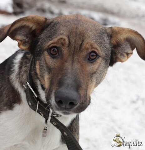 Кобель Душка