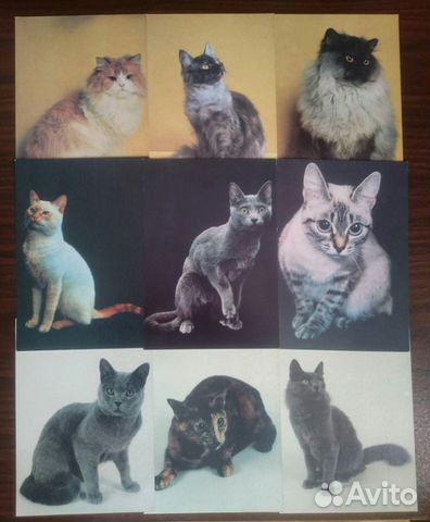 Набор открыток Кошки, 1991 г Набор открыток Кошки, 1991 г