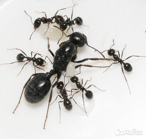 Муравьи для муравьиных ферм. Помощь в выборе ферм