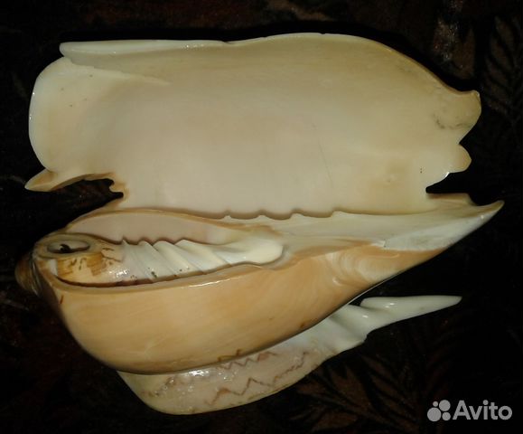 Коралл натуральный, раковина морская Коралл натуральный, раковина морская