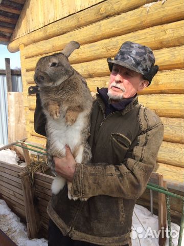 Молодняк кролики, самцы купить на Зозу.ру - фотография № 1