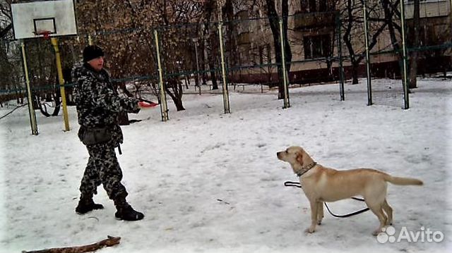 Дрессировка собак окд,угс