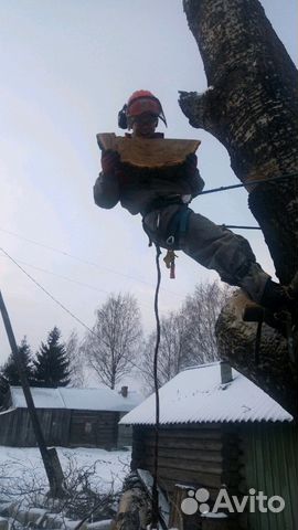 Спиливание (спил) и омоложение деревьев Спиливание (спил) и омоложение деревьев