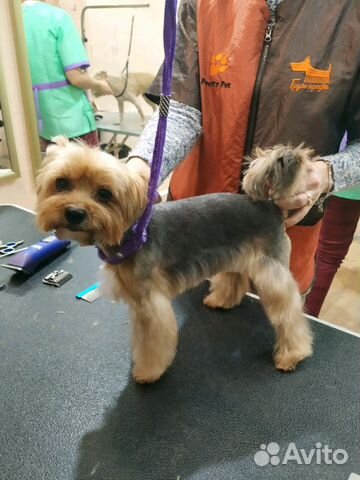 Грумер лобня. Стрижки йоркширского терьера мальчика. Грумер лобня. Грумер лобня. Грумер лобня.