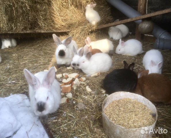 Чистопородные кролики на племя,помесь-на мясо купить на Зозу.ру - фотография № 6