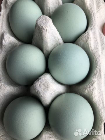 Инкубационное яйцо ухейилюй купить на Зозу.ру - фотография № 2