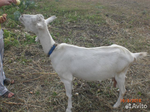 Продаются козлята Зааненской породы с родословной купить на Зозу.ру - фотография № 5