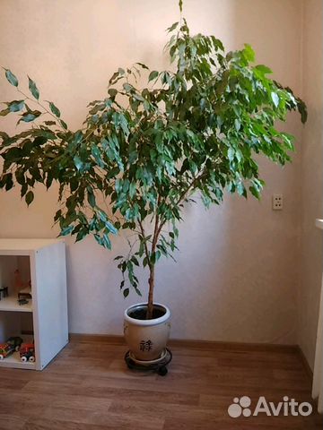 Фикус Бенджамина Фикус Бенджамина