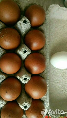 Яйца инкубационные марана ч/м купить на Зозу.ру - фотография № 3