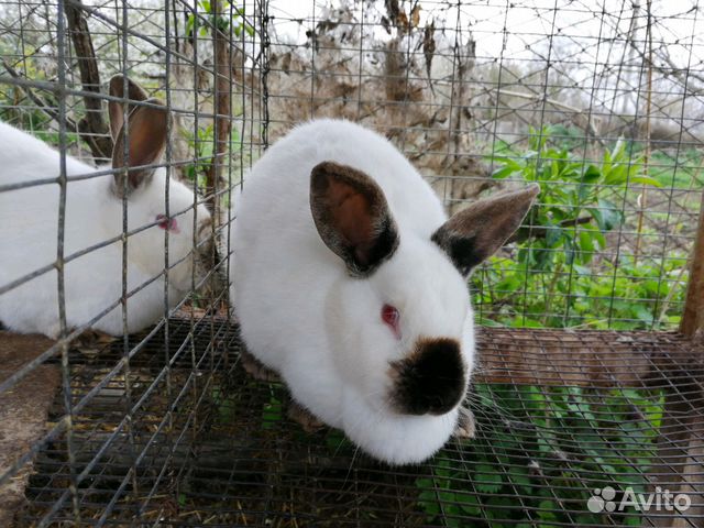Кролик калифорнийской породы купить на Зозу.ру - фотография № 3