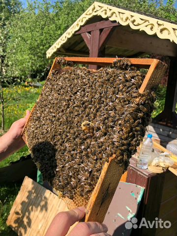 Пчелы пчелопакеты купить на Зозу.ру - фотография № 2
