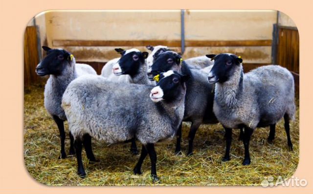 Овцематки, ярки, барашки ягнята Романовской породы купить на Зозу.ру - фотография № 1