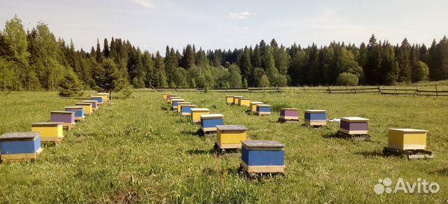 Каркасные ульи для пчел купить на Зозу.ру - фотография № 5