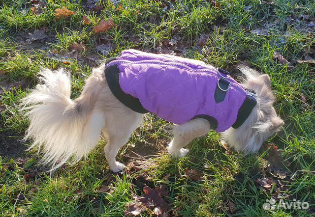 Одежда для собаки мелких пород весна - осень