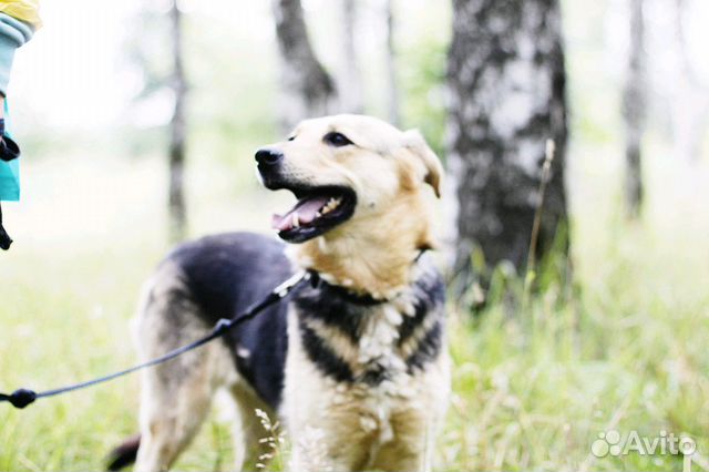 Собака-красотка Шелли в добрые руки купить на Зозу.ру - фотография № 3