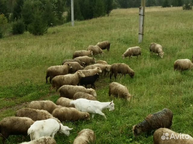 Овцы, молодой козлик купить на Зозу.ру - фотография № 1