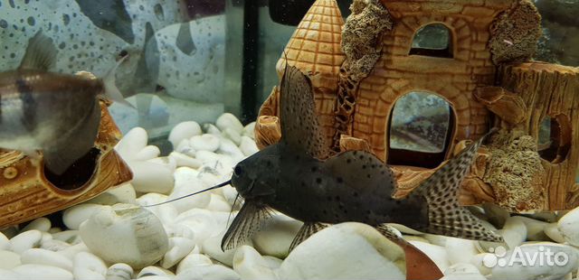 Аквариумная рыбка (сом) купить на Зозу.ру - фотография № 1