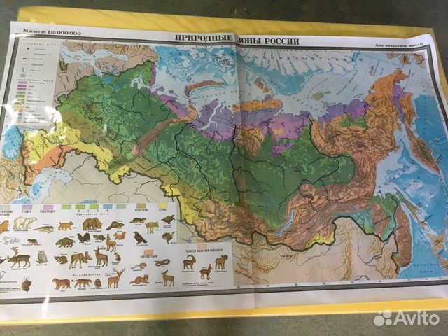Природные зоны россии часть 1. Карта природных зон России. Мир природные зоны животные и растения настенная карта.