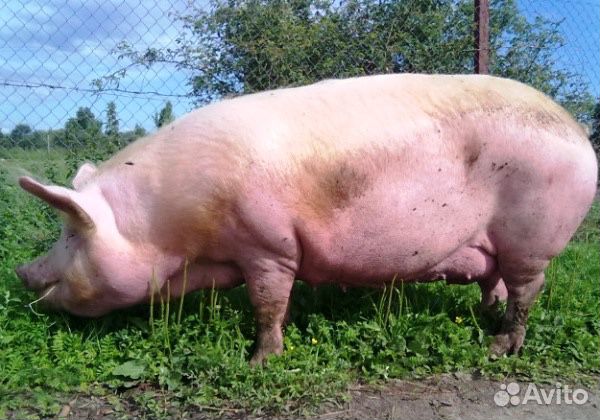 Свиньи домашние живым весом купить на Зозу.ру - фотография № 1