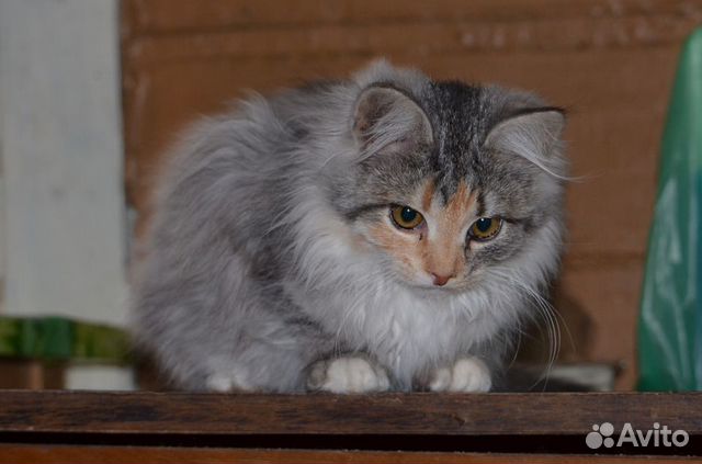 Пушистые котята от кошки-мышеловки купить на Зозу.ру - фотография № 1