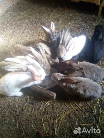 Продам кроликов порода Ризен купить на Зозу.ру - фотография № 3