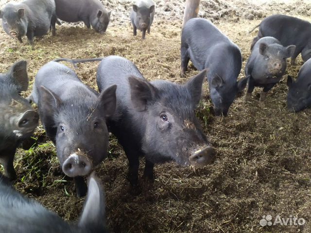 Поросята. Мясо свиней купить на Зозу.ру - фотография № 3