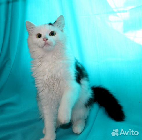 Котёнок Мальчик Сашенька