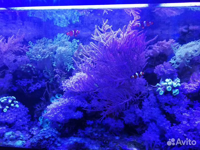 Морские живые кораллы купить на Зозу.ру - фотография № 4