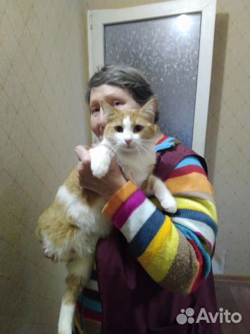 Кошка-биколорка в добрые руки купить на Зозу.ру - фотография № 1