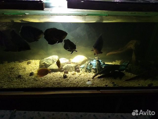 Продам аквариум на 450л купить на Зозу.ру - фотография № 1