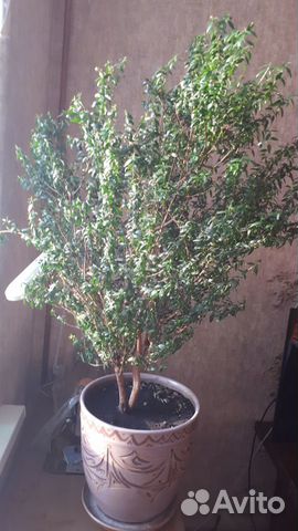 Продам саженцы Мирта-Миртового дерева