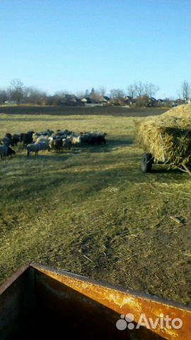 Овцы ягнята бараны купить на Зозу.ру - фотография № 2