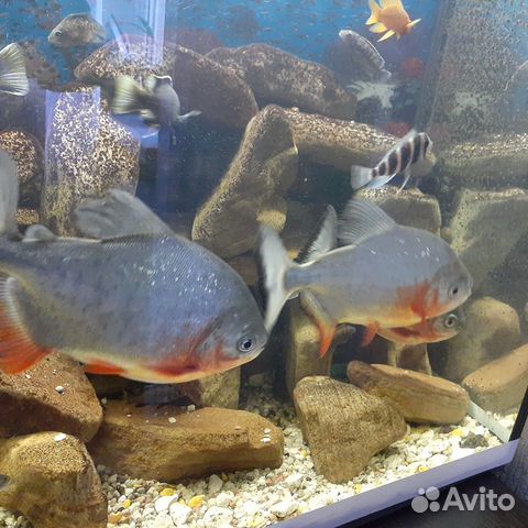 Аквариумные рыбки купить на Зозу.ру - фотография № 1