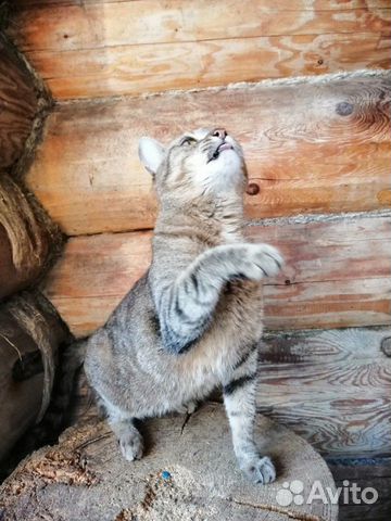 Метис европейской кошки в дар купить на Зозу.ру - фотография № 8